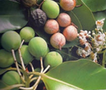 Charger l'image dans la galerie, Image 04: Tiki Solaire Tiki Savon Tamanu 130 Gr