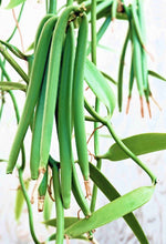 Charger l&#39;image dans la galerie, Image 03: Tiki Solaire Monoi Tiki Vanille 60Ml
